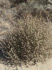 Salsola australis