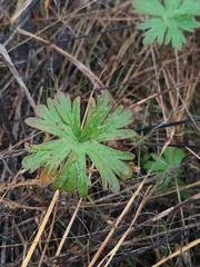 Geranium pusillum