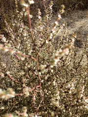 Salsola australis