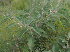 Solanum lichtensteinii