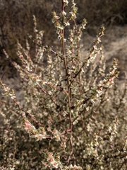 Salsola australis