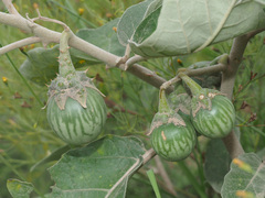 Solanum lichtensteinii