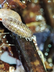 Proporcellio mirabilis