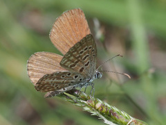 Actizera lucida