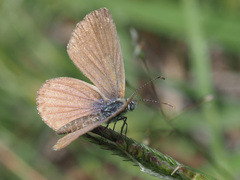 Actizera lucida
