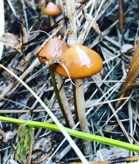 Psilocybe azurescens