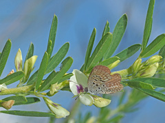 Actizera lucida