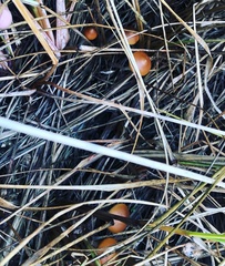 Psilocybe azurescens