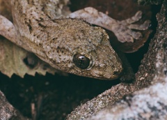Gekko swinhonis