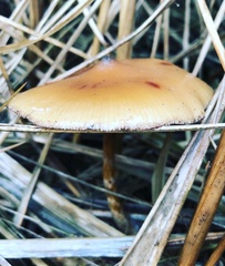 Psilocybe azurescens