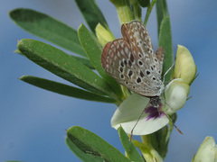 Actizera lucida