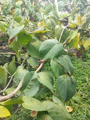 Passiflora ligularis