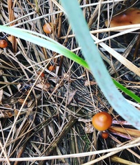 Psilocybe azurescens