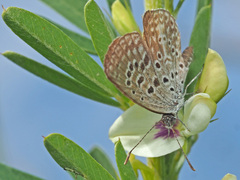 Actizera lucida