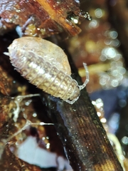 Proporcellio mirabilis