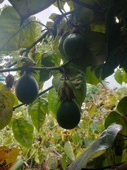 Passiflora ligularis