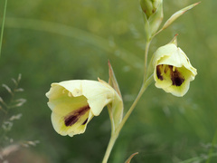 Gladiolus papilio