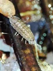 Proporcellio mirabilis