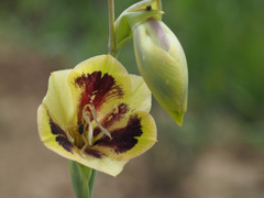 Gladiolus papilio