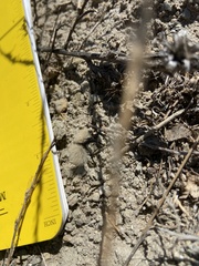 Dasymutilla sackenii