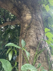 Anolis evermanni