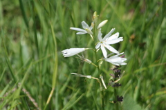 Anthericum liliago