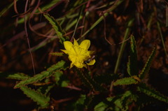 Corchorus confusus
