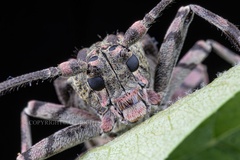 Moechotypa delicatula