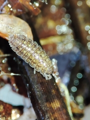 Proporcellio mirabilis