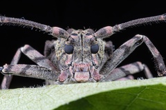 Moechotypa delicatula