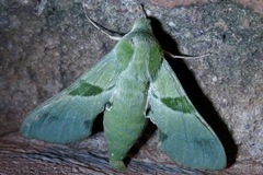 Proserpinus terlooii