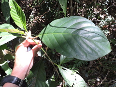 Psychotria carthagenensis