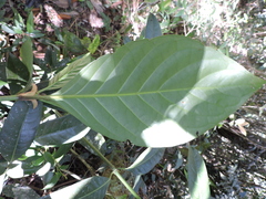 Psychotria carthagenensis