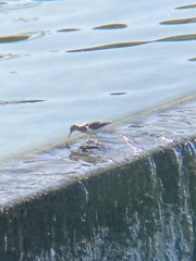 Actitis macularius