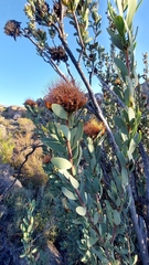 Protea glabra