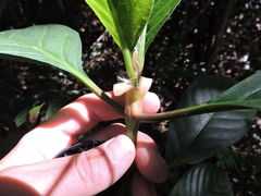 Psychotria carthagenensis