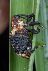 Eucryptorrhynchus scrobiculatus