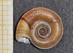 Planorbis planorbis
