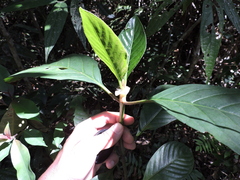 Psychotria carthagenensis