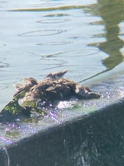 Actitis macularius