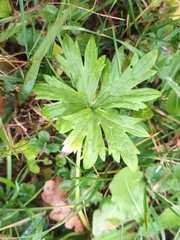 Ranunculus polyanthemos