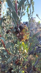 Protea glabra