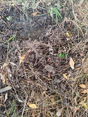 Proporcellio mirabilis