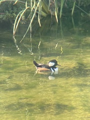 Lophodytes cucullatus