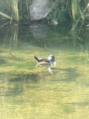 Lophodytes cucullatus