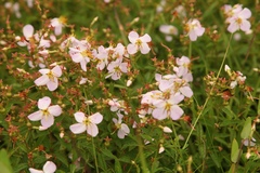 Rhexia mariana mariana