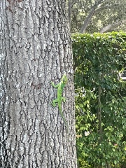 Anolis equestris