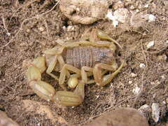 Buthus ibericus