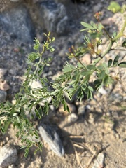 Parkinsonia florida
