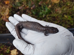 Ambystoma barbouri